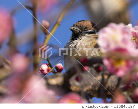 梅花和麻雀 梅花和麻雀 136843187