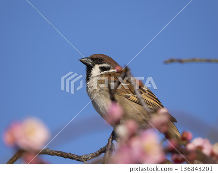 Plum blossoms and sparrows Plum blossoms and sparrows 136843201