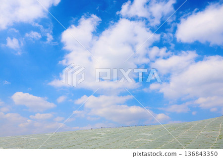 二月下旬的日立海邊公園 二月下旬的日立海邊公園 136843350