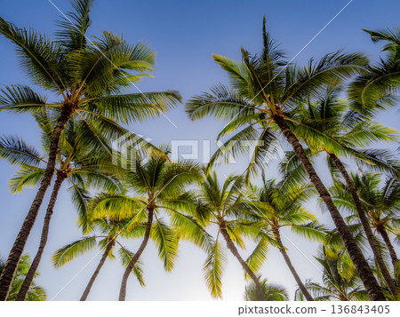 夏威夷棕櫚樹景觀 夏威夷棕櫚樹景觀 136843405