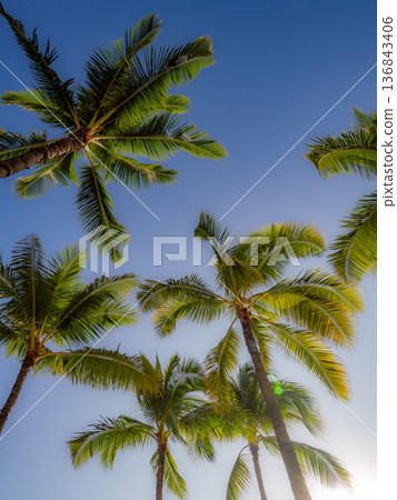 夏威夷棕櫚樹景觀 136843406