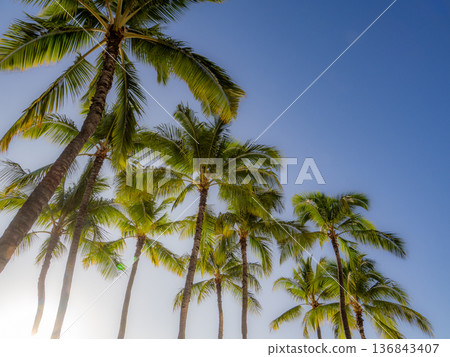 夏威夷棕櫚樹景觀 136843407