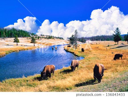 黃石國家公園的野牛群 136843433