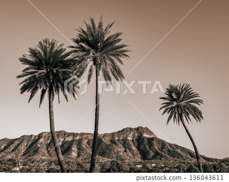 Diamond Head and Palm Tree Diamond Head and Palm Tree 136843611