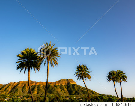 Diamond Head and Palm Tree Diamond Head and Palm Tree 136843612