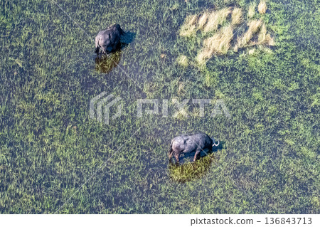 Aerial shot of a herd of buffalo grazing in the Okavango Delta 136843713