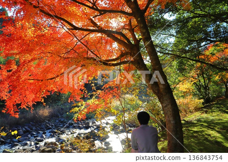 Boy looking at autumn leaves, sun, back view 136843754