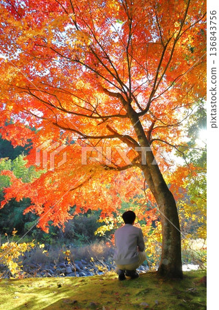 Boy looking at autumn leaves, sun, back view 136843756