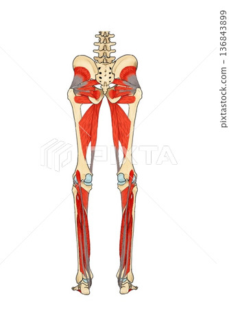 Posterior muscles of the lower limbs (excluding the superficial layer) 136843899