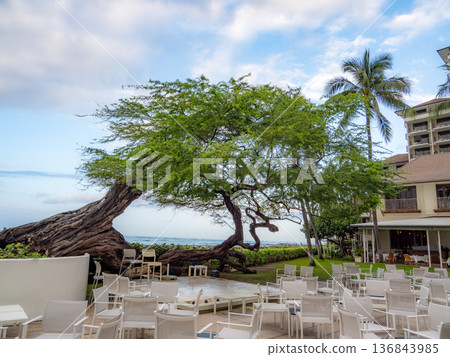 Kiawe Tree 136843985