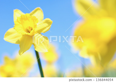 發光在藍天的黃水仙 136844054