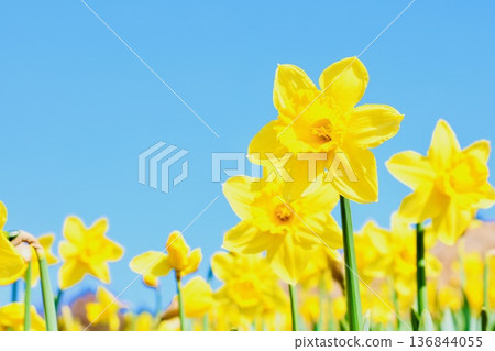 發光在藍天的黃水仙 發光在藍天的黃水仙 136844055