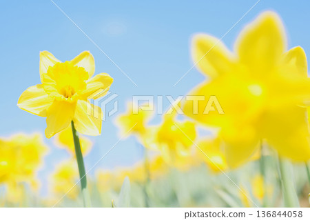 Daffodil shining in the blue sky Daffodil shining in the blue sky 136844058