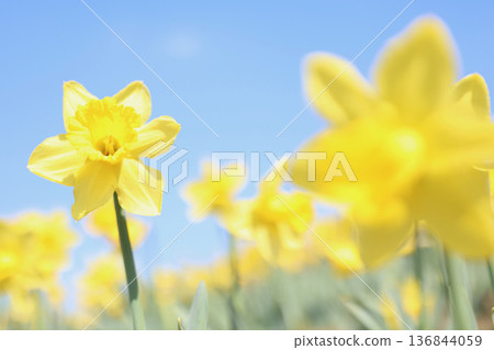Daffodil shining in the blue sky Daffodil shining in the blue sky 136844059