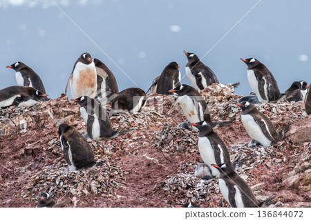 Gentoo colony at Danco Island Gentoo colony at Danco Island 136844072