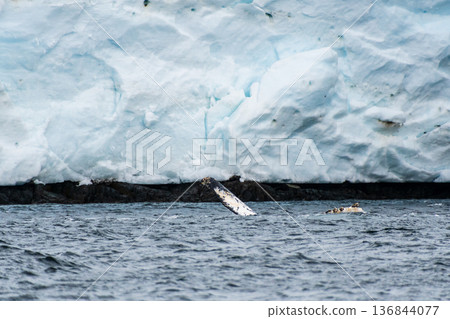 Lateral fin of a Humpback Whale 136844077