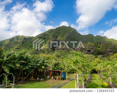 陽光明媚的庫阿洛亞牧場 136844193