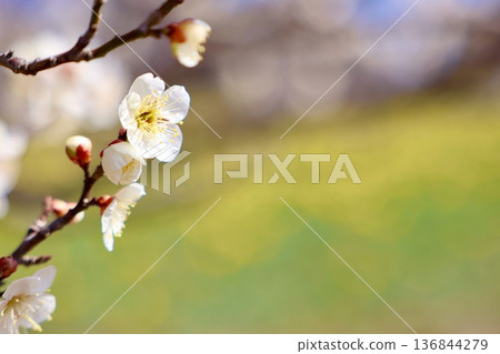 white plum blossom 136844279