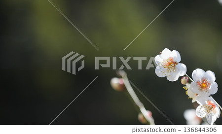 White plum blossoms blooming in the valleys of Kamakura: delicate plum blossoms heralding the arrival of spring White plum blossoms blooming in the valleys of Kamakura: delicate plum blossoms heralding the arrival of spring 136844306