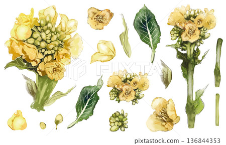 逼真的油菜花水彩畫集 逼真的油菜花水彩畫集 136844353