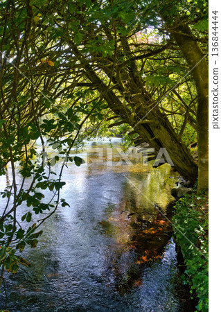 A tranquil river winds through a lush, green forest in Ireland, with sunlight dappling the water. A tranquil river winds through a lush, green forest in Ireland, with sunlight dappling the water. 136844444