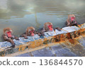 Japanese monkeys in hot springs 136844570