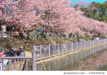 河津櫻花在小松池公園盛開,吸引了許多賞櫻者(2026年2月) 河津櫻花在小松池公園盛開,吸引了許多賞櫻者(2026年2月) 136844629