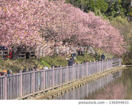 Kawazu cherry blossoms in full bloom at Komatsugaike Park, crowded with cherry blossom viewers (February 2026) Kawazu cherry blossoms in full bloom at Komatsugaike Park, crowded with cherry blossom viewers (February 2026) 136844631