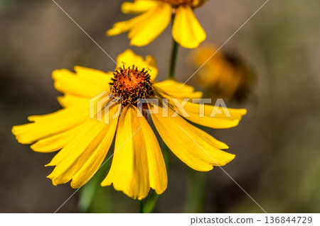 Yellow flowers on a summer day Yellow flowers on a summer day 136844729