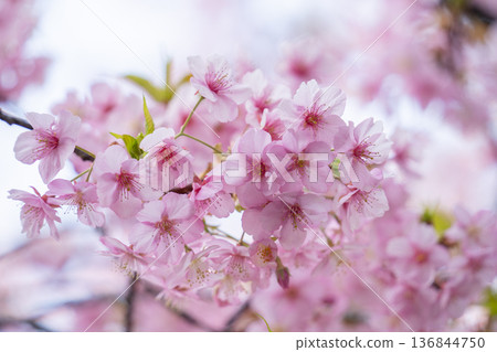 Kawazu cherry blossoms to announce the arrival of spring Kawazu cherry blossoms to announce the arrival of spring 136844750
