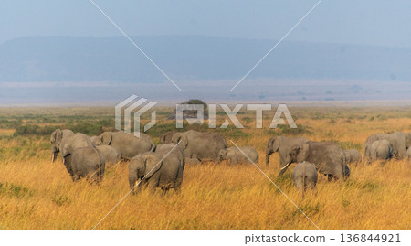 African Elephants grazing in the serengeti African Elephants grazing in the serengeti 136844921