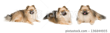 Set of cute Pomeranian spitz dogs isolated on white background Set of cute Pomeranian spitz dogs isolated on white background 136844935