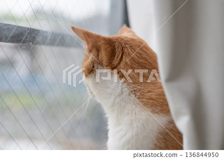 可愛的貓咪望著窗外，棕色虎斑和白色 136844950