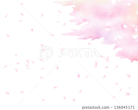 Watercolor abstract background: cherry blossoms in full bloom and falling petals 136845171