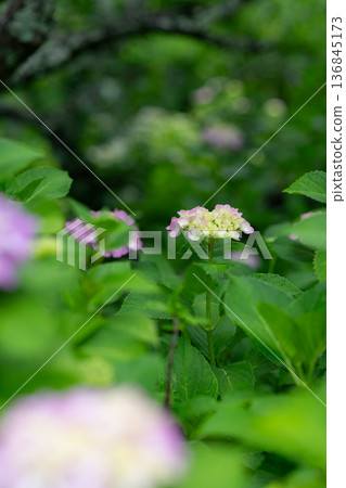 Beautiful hydrangea Beautiful hydrangea 136845173