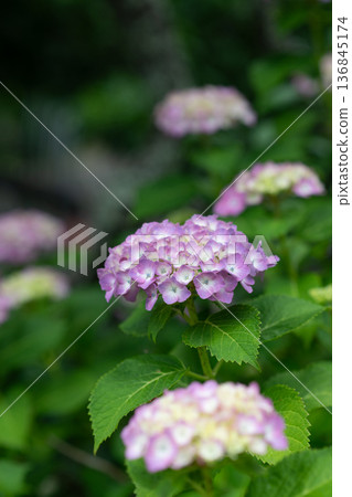 Beautiful hydrangea Beautiful hydrangea 136845174