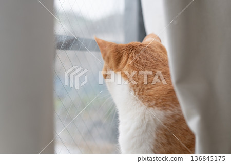 可愛的貓咪望著窗外,棕色虎斑和白色 可愛的貓咪望著窗外,棕色虎斑和白色 136845175