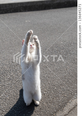 Cute cat punching 136845271