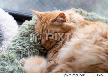 Cat sleeping by the window Tea tabby cat Cat sleeping by the window Tea tabby cat 136845273