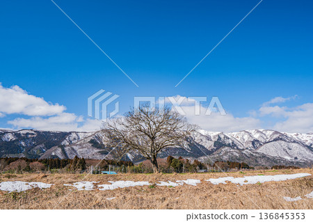 滋賀縣高島市牧野町野坂山脈的冬季枯樹與殘雪 136845353