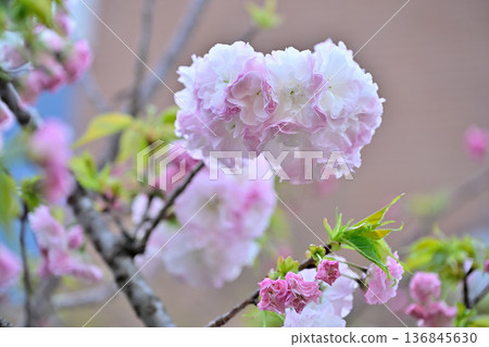 櫻花“松月” 櫻花“松月” 136845630