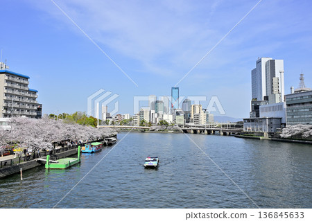 Sakura Cruise on the cherry blossom-lined Okawa River 136845633