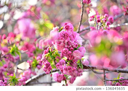 Vivid "Matsumae Beni-purple" cherry blossoms Vivid "Matsumae Beni-purple" cherry blossoms 136845635