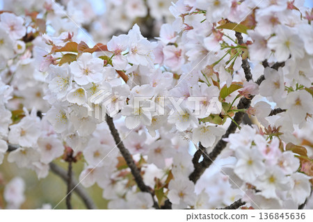 櫻花“禦室有明” 136845636