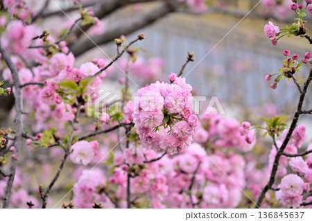 櫻花 美麗的“松前琴糸櫻花” 櫻花 美麗的“松前琴糸櫻花” 136845637