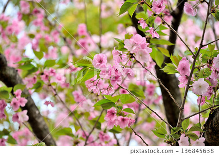 Cherry blossoms "Benitoyo" 136845638
