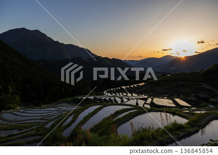 Spring evening at Maruyama Senmaida Spring evening at Maruyama Senmaida 136845854