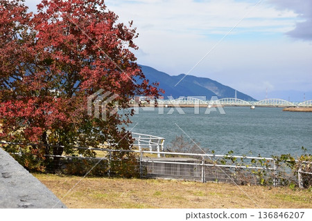 桑名市:伊比川、伊勢大橋以及三之丸公園的秋葉 桑名市:伊比川、伊勢大橋以及三之丸公園的秋葉 136846207