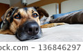 close-up portrait of a dog lying on its owner's bed, caring for and symbiosis with shelter pets, copy space for an ad or article 136846297