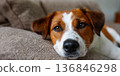 terrier puppy on a sofa, caring for beloved pets adopted from a shelter, a close-up with copy space for text 136846298